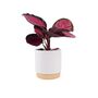 Calathea Roseopicta ‘Rosy’ – Indoor Prayer Plant With Stunning Pink Leaves 12cm Pot, thumbnail 1 of 9