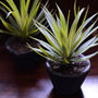 Natural Green Air Plant In Cement Pot, thumbnail 3 of 3