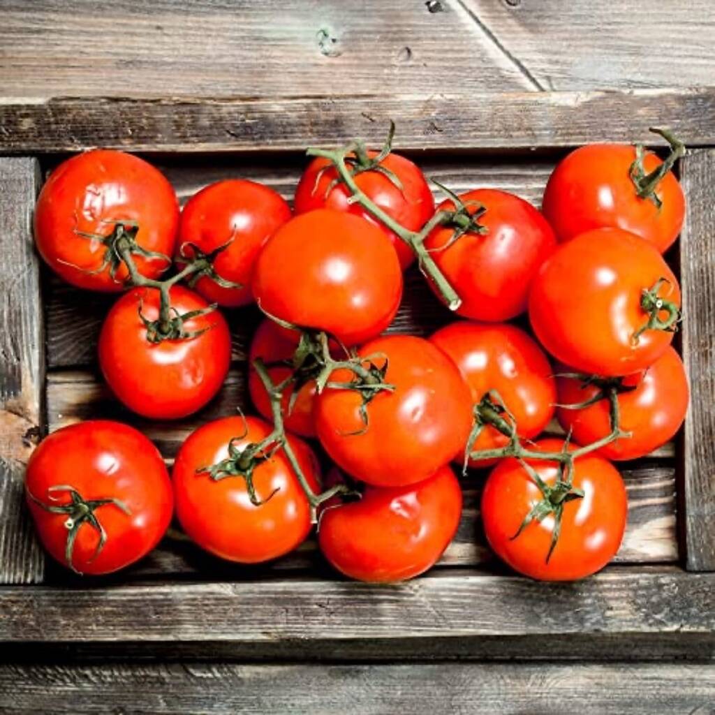 Tomato Plants 'Sweet And Neat' 9cm Pots By Acqua Garden