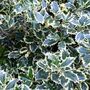 Holly Plants Ilex 'Silver Queen' Two X One Litre Pots, thumbnail 3 of 5