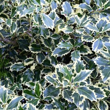 Holly Plants Ilex 'Silver Queen' Two X One Litre Pots, 3 of 5