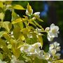 Shrub Philadelphus 'Aureus' One X Plant In A One L Pot, thumbnail 2 of 5