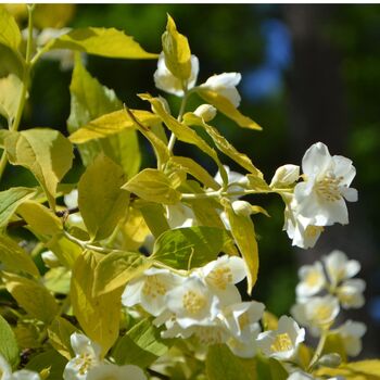 Shrub Philadelphus 'Aureus' One X Plant In A One L Pot, 2 of 5