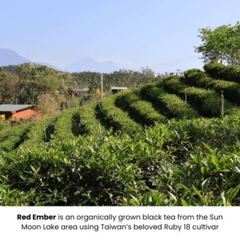 Artisan Tea Explorer Collection, 8 of 11