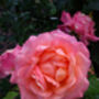 Rose Patricia, Personalised Named Rose Gift, thumbnail 2 of 2