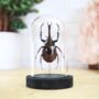 Rhinoceros Beetle Insect Bug Moth Bell Jar Entomology Taxidermy Interior Design Home Decor Cloche Modern Display Gift Ornament, thumbnail 1 of 4