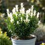 Euonymus Paloma Blanca7.5 L Evergreen Shrub, thumbnail 2 of 5