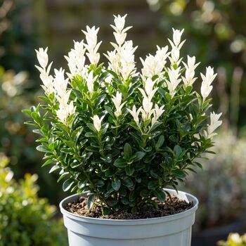 Euonymus Paloma Blanca7.5 L Evergreen Shrub, 2 of 5