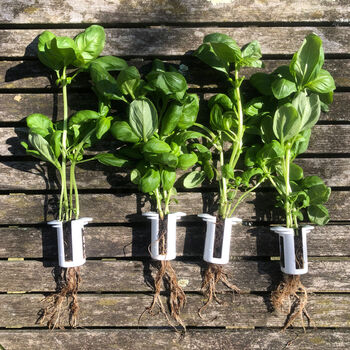 Bottle Farm Indoor Farm Kit, 5 of 6