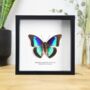 Shaded Blue Leafwing Insect Bug Moth Butterfly Box Frame Entomology Taxidermy Interior Design Modern Home Decor Wall Hanging Gift Ornament, thumbnail 1 of 3