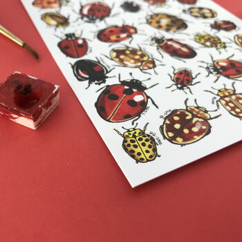 Ladybirds Of Britain Illustrated Postcard, 9 of 12