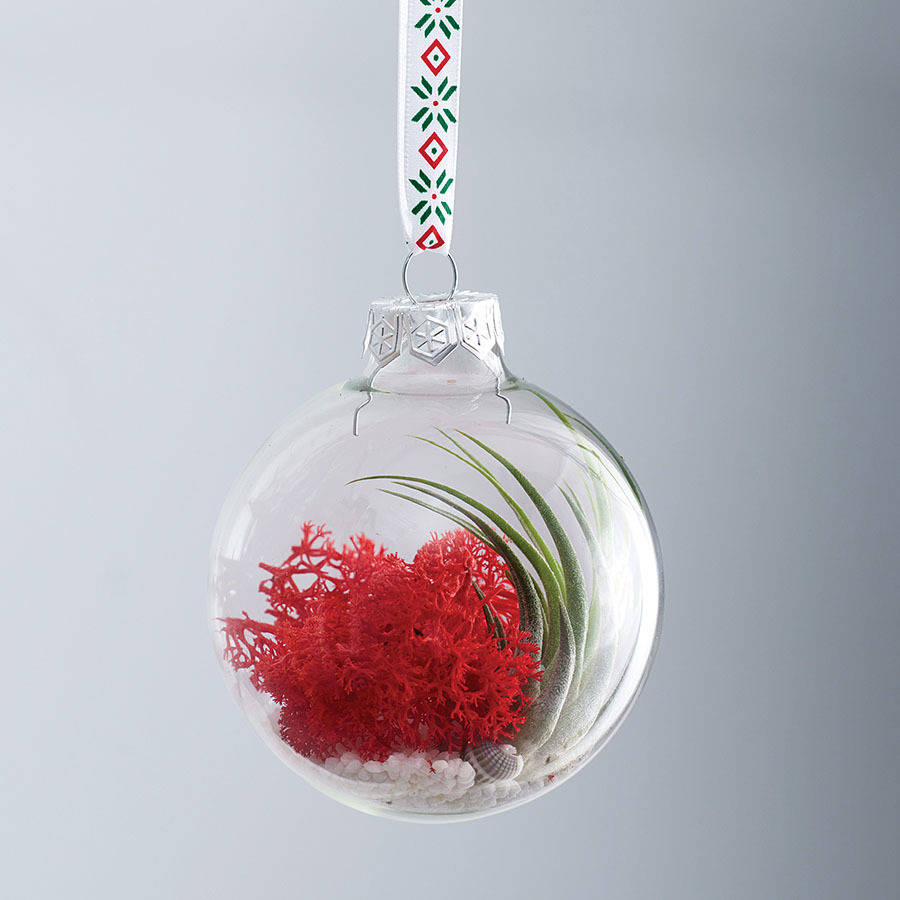 air plant terrarium glass christmas bauble by dingading terrariums