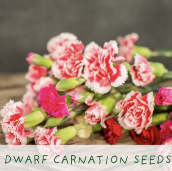 Seeds Of Love. Eco Grow Your Own Plant Kit, 4 of 7