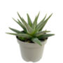 Dotted Aloe Easy Care Decorative House Plant, thumbnail 6 of 7
