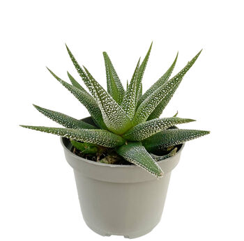 Dotted Aloe Easy Care Decorative House Plant, 6 of 7