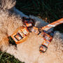 Orange Cartoon Adjustable Dog Harness, thumbnail 7 of 12