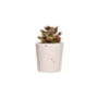 Set Of Three White Concrete Pots W/Cacti And Succulents, thumbnail 6 of 7