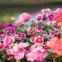 Flowering Plant Sweet William 'Roundabout Mix' 12 Pack, thumbnail 2 of 7