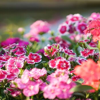 Flowering Plant Sweet William 'Roundabout Mix' 12 Pack, 2 of 7