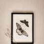 Set Of Four Framed Vintage Butterfly Art Prints, thumbnail 3 of 10