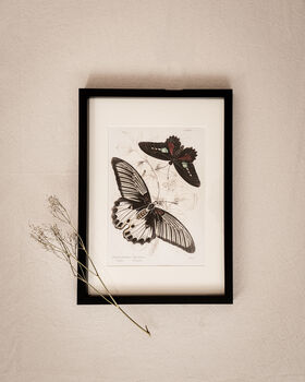 Set Of Four Framed Vintage Butterfly Art Prints, 3 of 10