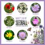 Artist's Meadow Wildflower Seed Ball Mix Tin, thumbnail 7 of 10