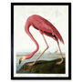 Audubon Flamingo Vintage Bird Illustration Art Print, thumbnail 1 of 3