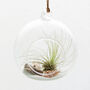 Air Plant Hanging Terrarium With Shell Drift Wood, thumbnail 2 of 4