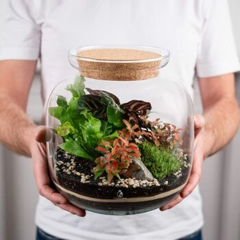 Tropical Terrarium Kit Diy | 'Leeds', 5 of 12