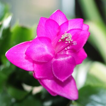 Christmas Cactus Multi Pack Four Plants In 13cm Pots, 4 of 5