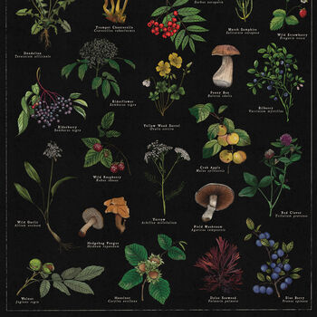 Vintage Noir Botanical Wild Food Print, 3 of 9
