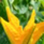 Courgette Seeds In As Seedtube, thumbnail 3 of 7