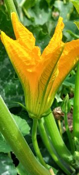 Courgette Seeds In As Seedtube, 3 of 7