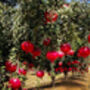 Grow Your Own Mediterranean Garden Paradise Gift Set, thumbnail 6 of 8