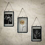 Small Antique Pressed Flower Frame: Straw Flower, thumbnail 4 of 8