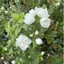 Philadelphus Manteau D'hermine 1x Plant One Litre Pot, thumbnail 1 of 5