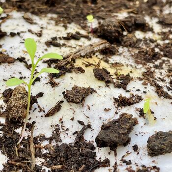 Pack Of Floral Plantable Note Cards With Envelopes, 5 of 6