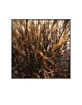 Dronning Ingrid, Miscanthus Photographic Art Print, 3 of 4