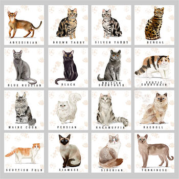 Cat Owners Treat Tin 16 Breeds Available, 3 of 8
