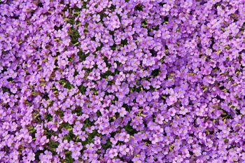 Flowers Aubrietia 'Lilac' 12 X Full Plant Pack, 4 of 5