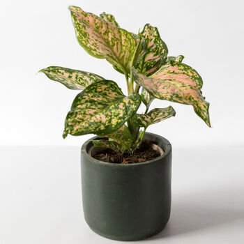 Chinese Evergreen Plant With Handmade Pot, 3 of 6