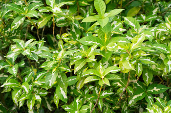 Houseplant Graptophyllum 'Caricature Plant' In 13cm Pot, 3 of 5
