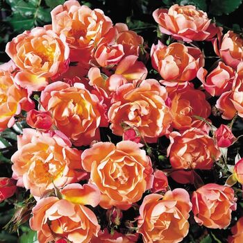 Rose 'Thank You' Bush Fragrant5.5 L Pot Garden Gift, 8 of 8