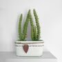 Eve's Needle Cactus Indoors Plant In 6cm Pot, thumbnail 1 of 4