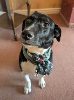 Personalised Hand Drawn Pet Portrait Cat / Dog Drawing, 9 of 12