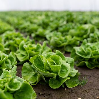 Lettuce 'Cut And Come Again' Eight X Plug Pack, 4 of 5