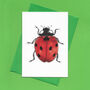 Hand Drawn Ladybird Illustrated Blank Greeting Card, thumbnail 3 of 10