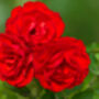 Floribunda Rose 'Trumpeter' One X Bare Rooted Plant, thumbnail 5 of 7