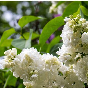Lilac Syringa Monique Lemoine One Plant, One Litre Pot, 4 of 5
