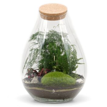 Terrarium Kit With Glass And Plants H: 37 Cm | Zurich, 8 of 8